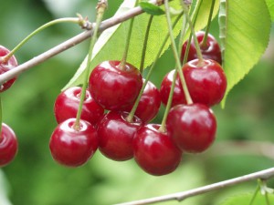 Cellulite : La recette aux queues de cerises